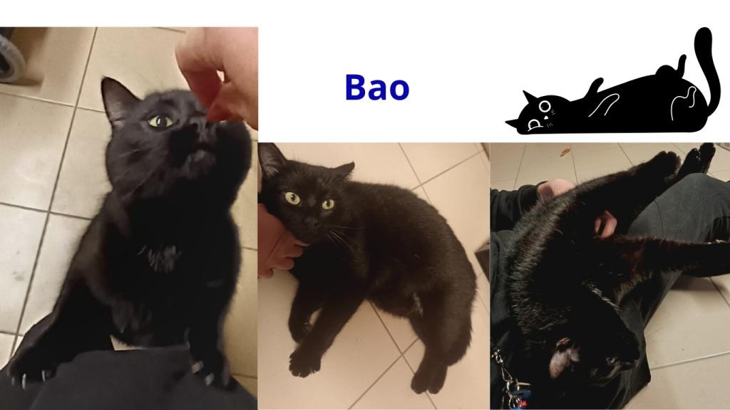 Pet sitter à Nantes : Promenades et visites à domicile pour vos animaux