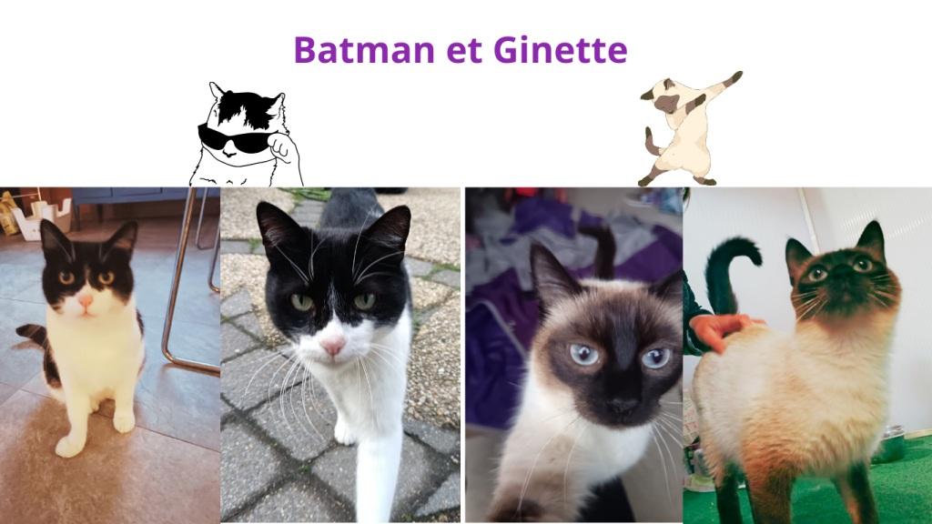 Pet sitter à Nantes : Promenades et visites à domicile pour vos animaux