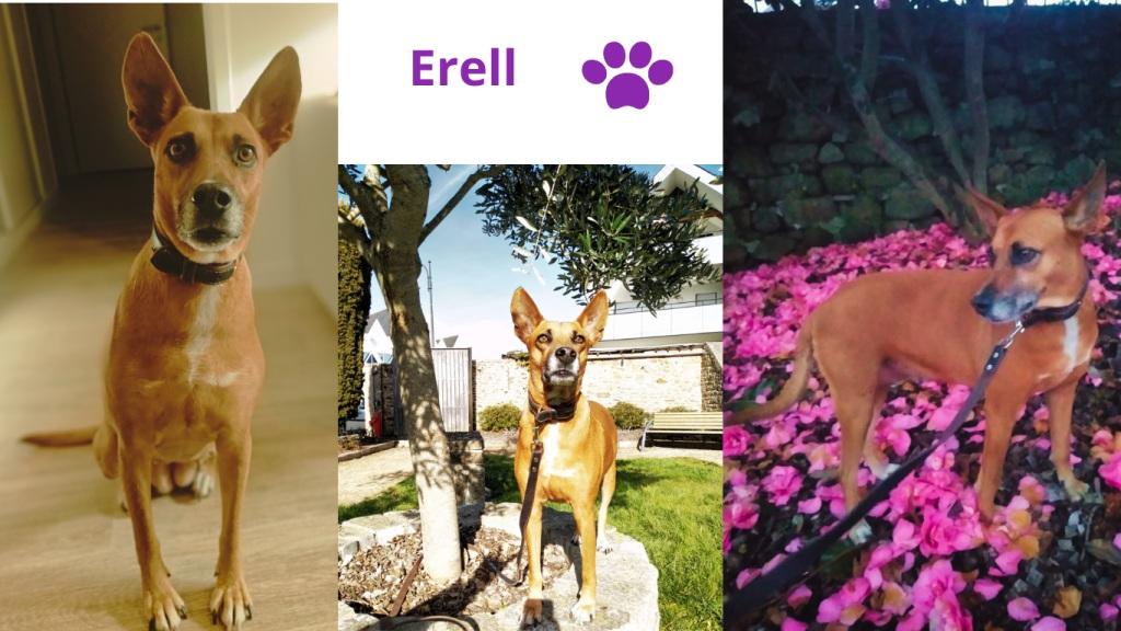 Pet sitter à Nantes : Promenades et visites à domicile pour vos animaux