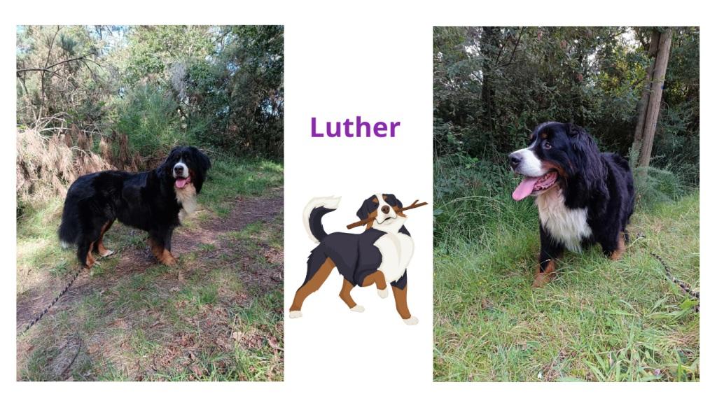 Pet sitter à Nantes : Promenades et visites à domicile pour vos animaux