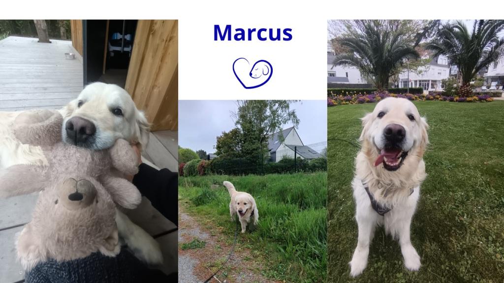 Pet sitter à Nantes : Promenades et visites à domicile pour vos animaux