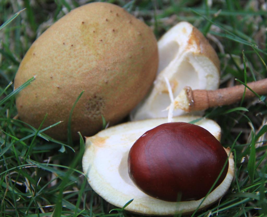Attention aux marrons d'inde ! Attention aux marrons d'inde !
