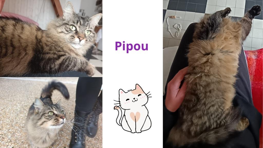 Pet sitter à Nantes : Promenades et visites à domicile pour vos animaux