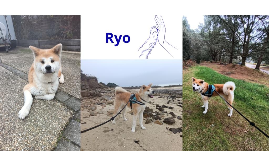 Pet sitter à Nantes : Promenades et visites à domicile pour vos animaux