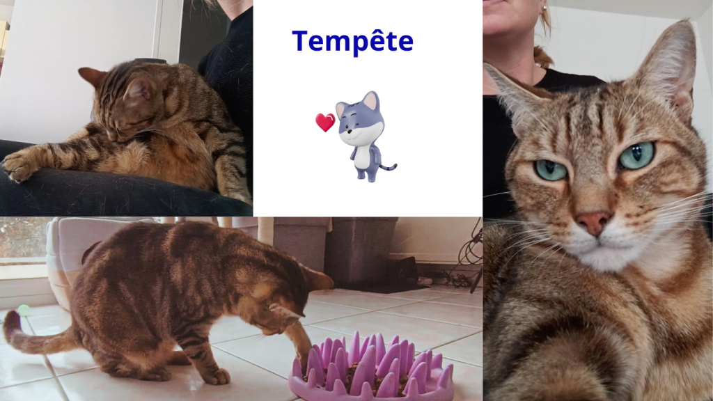 Pet sitter à Nantes : Promenades et visites à domicile pour vos animaux