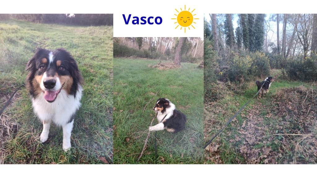 Pet sitter à Nantes : Promenades et visites à domicile pour vos animaux